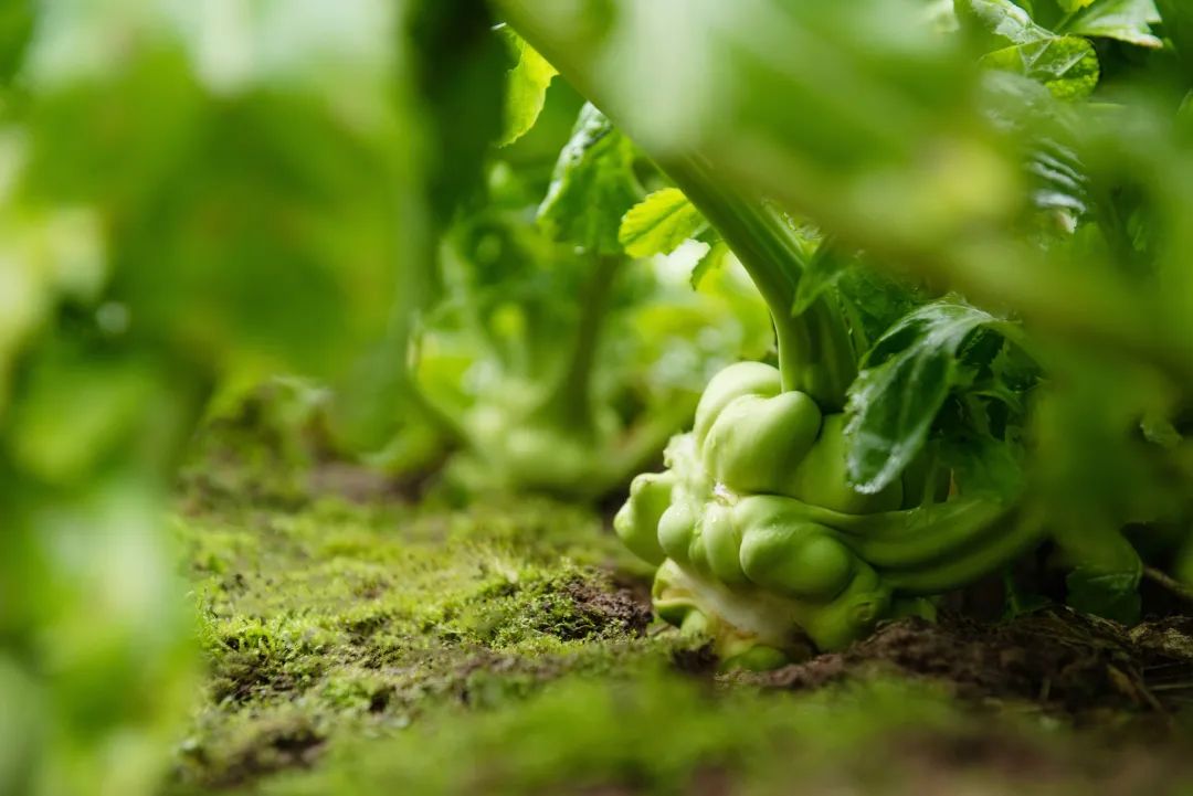 中國國家地理為《烏江》拍紀錄片，探索一包榨菜的前世今生