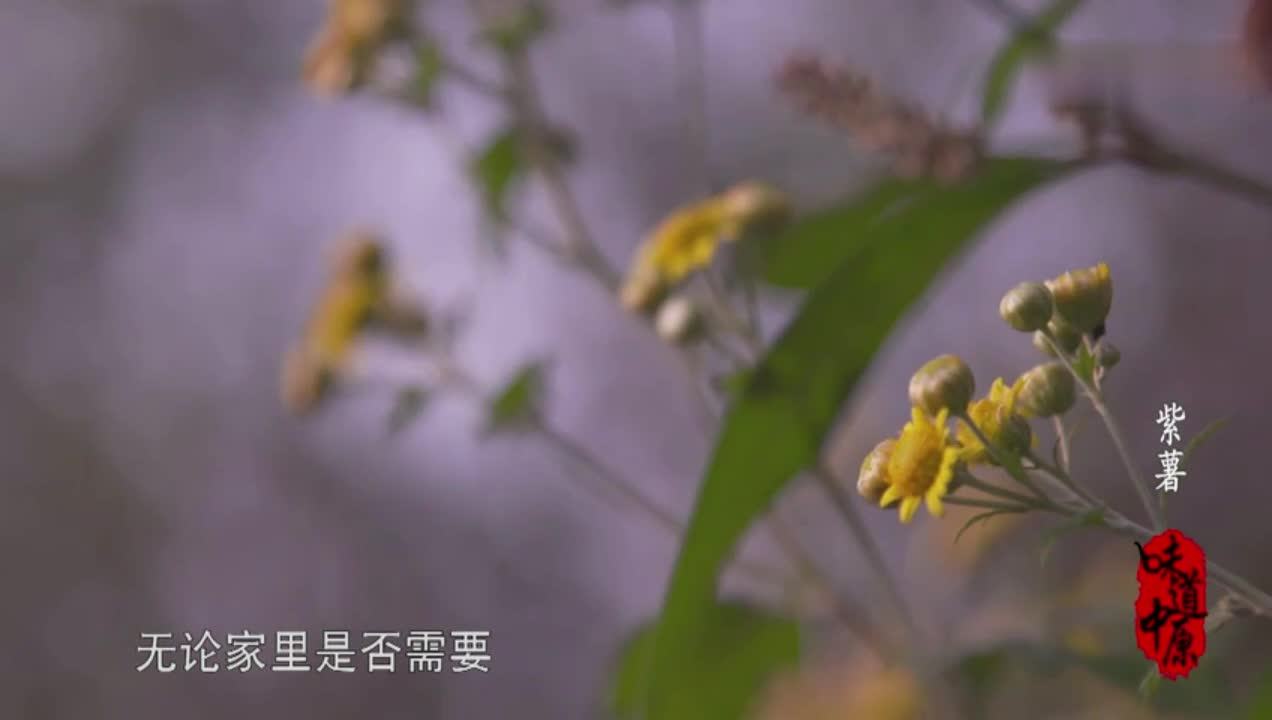 《味道中原》紫薯 謝猛配音 梵曲配音